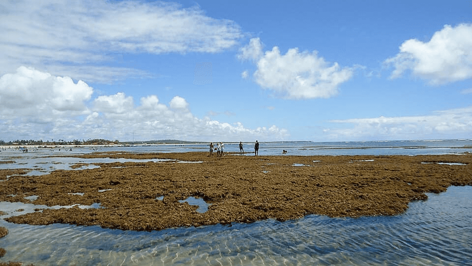 Paisagem da rota Linha Verde, Litoral Norte da Bahia.